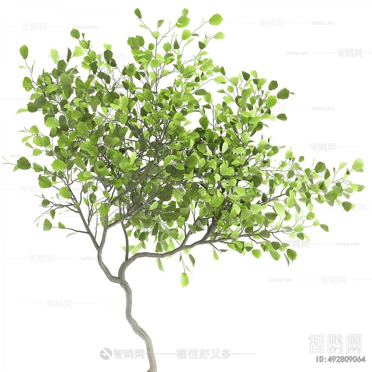 Modern Ground Green Plant Potted Plants