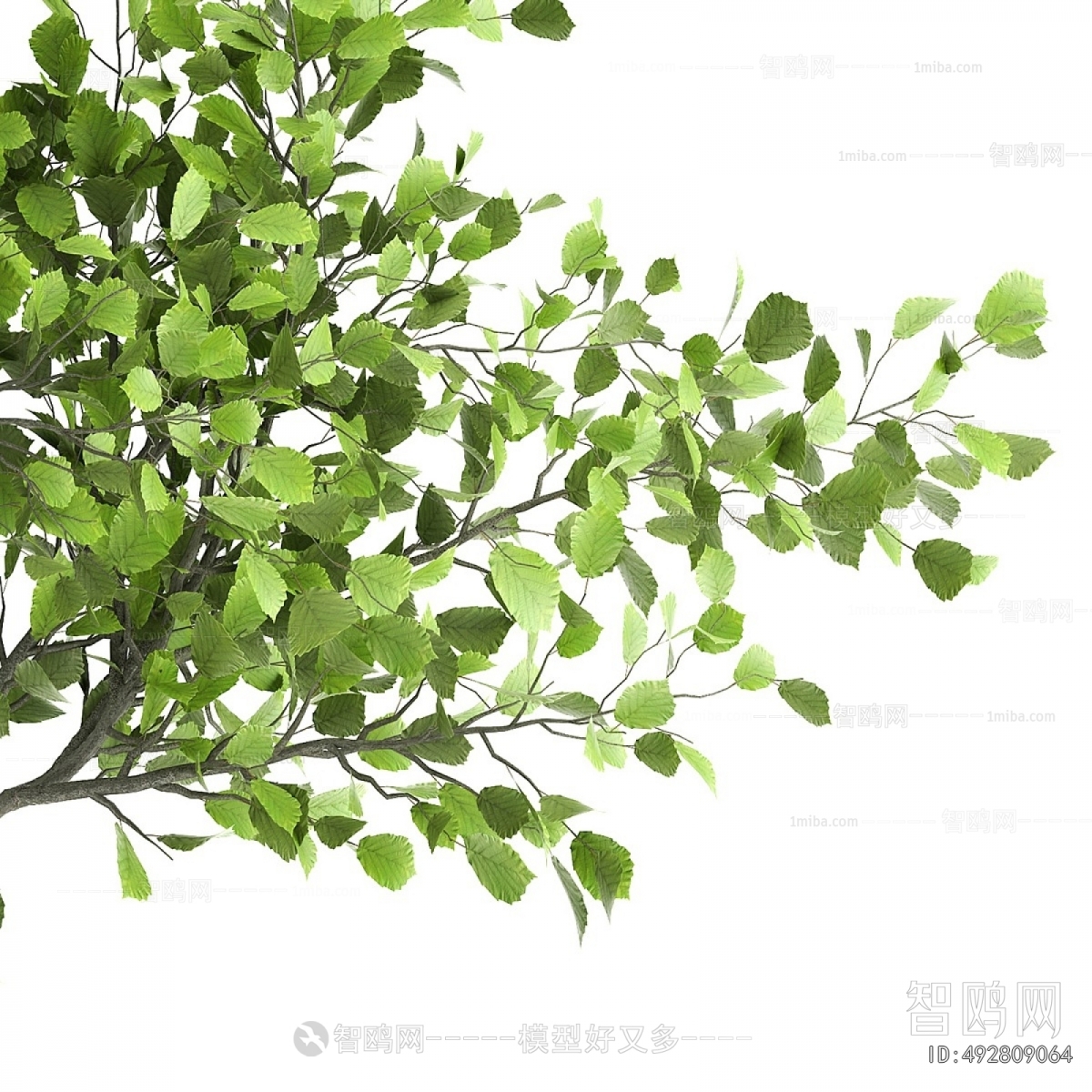 Modern Ground Green Plant Potted Plants