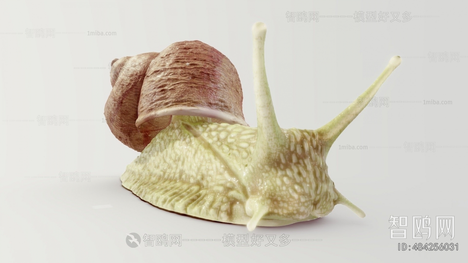 Modern Reptile