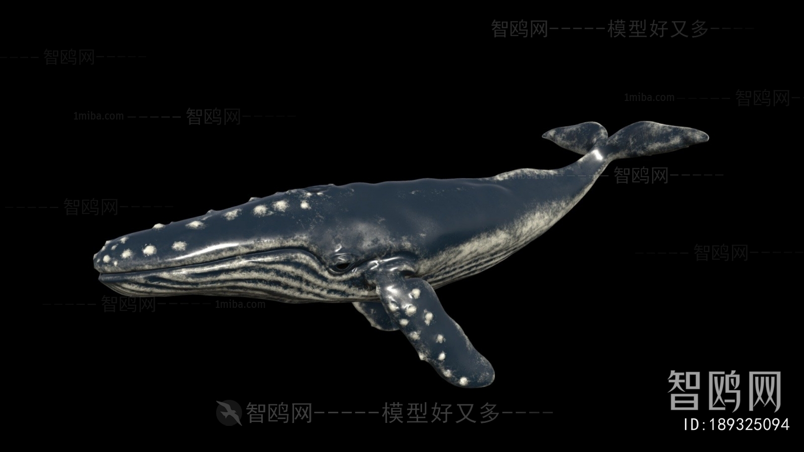 Modern Aquatic Animals