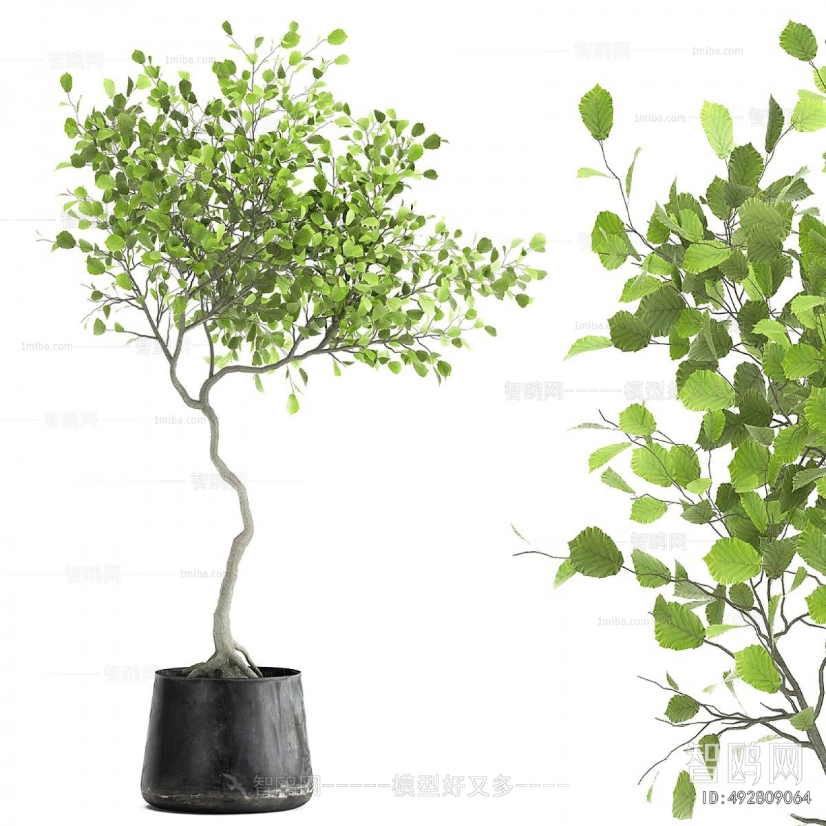Modern Ground Green Plant Potted Plants