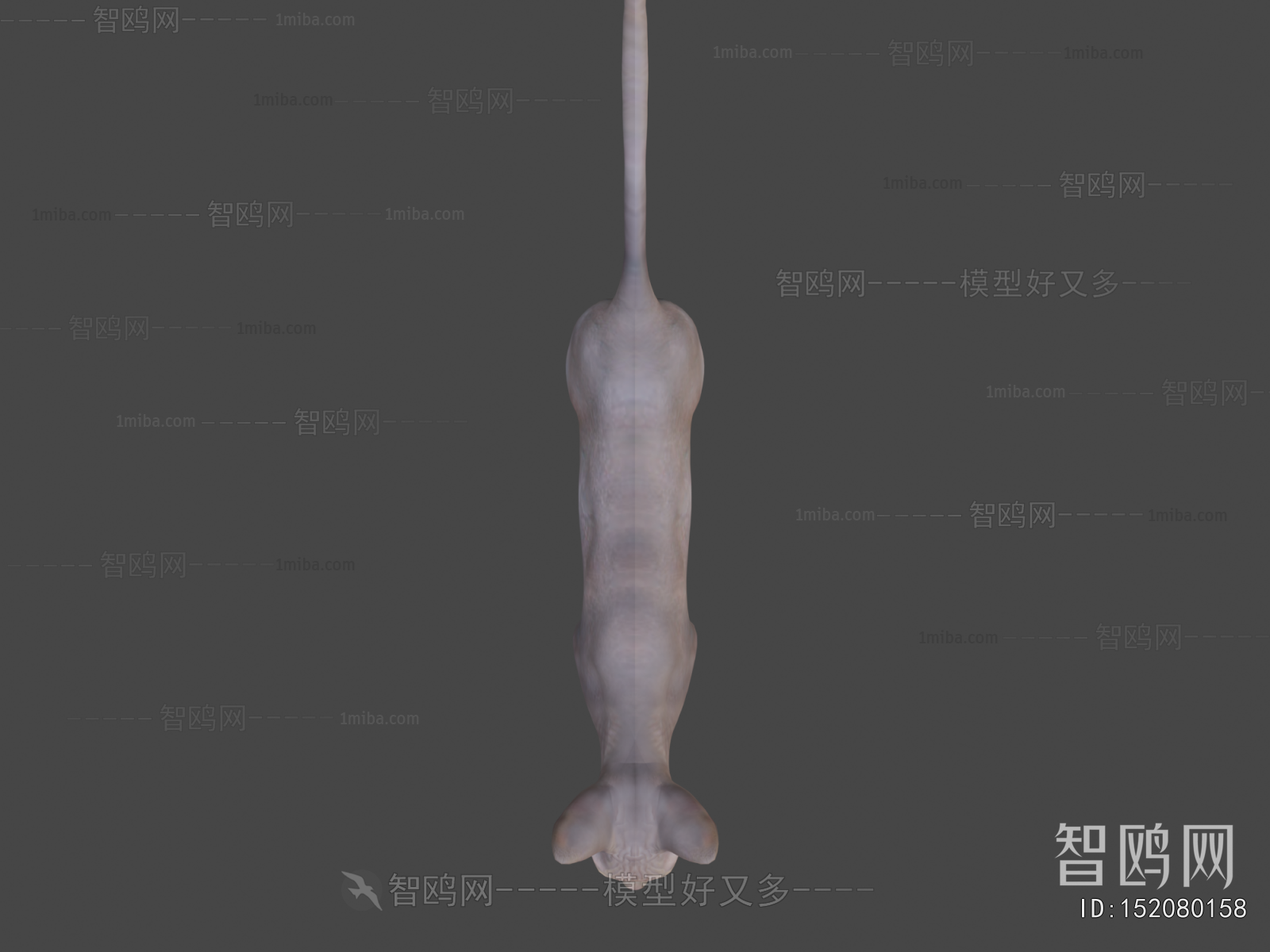 Modern Mammal