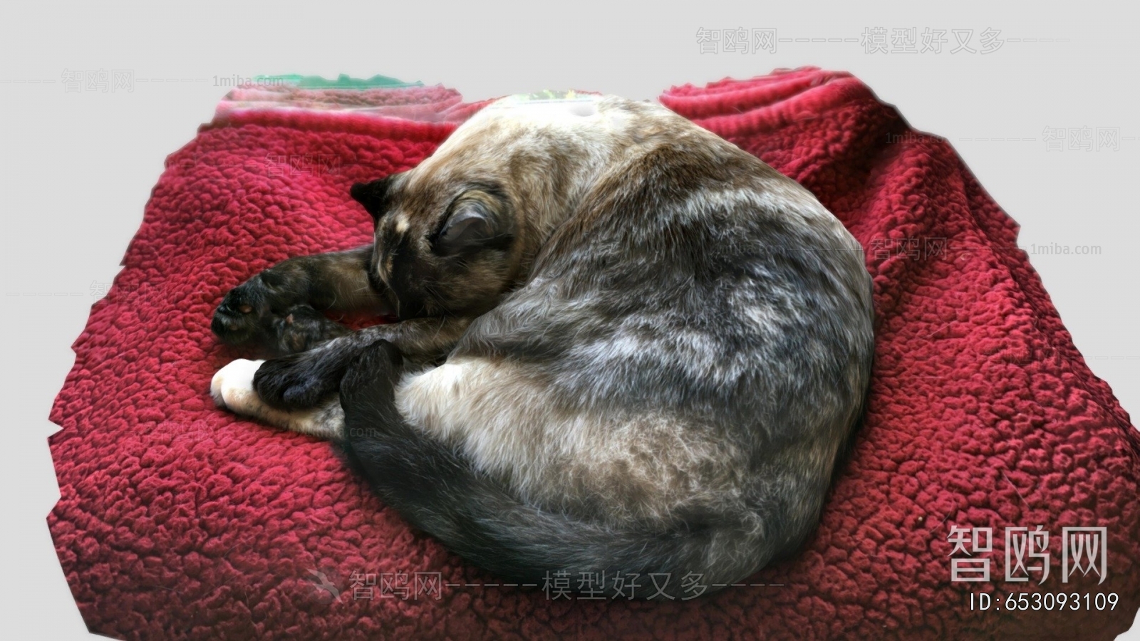 Modern Animal Cat
