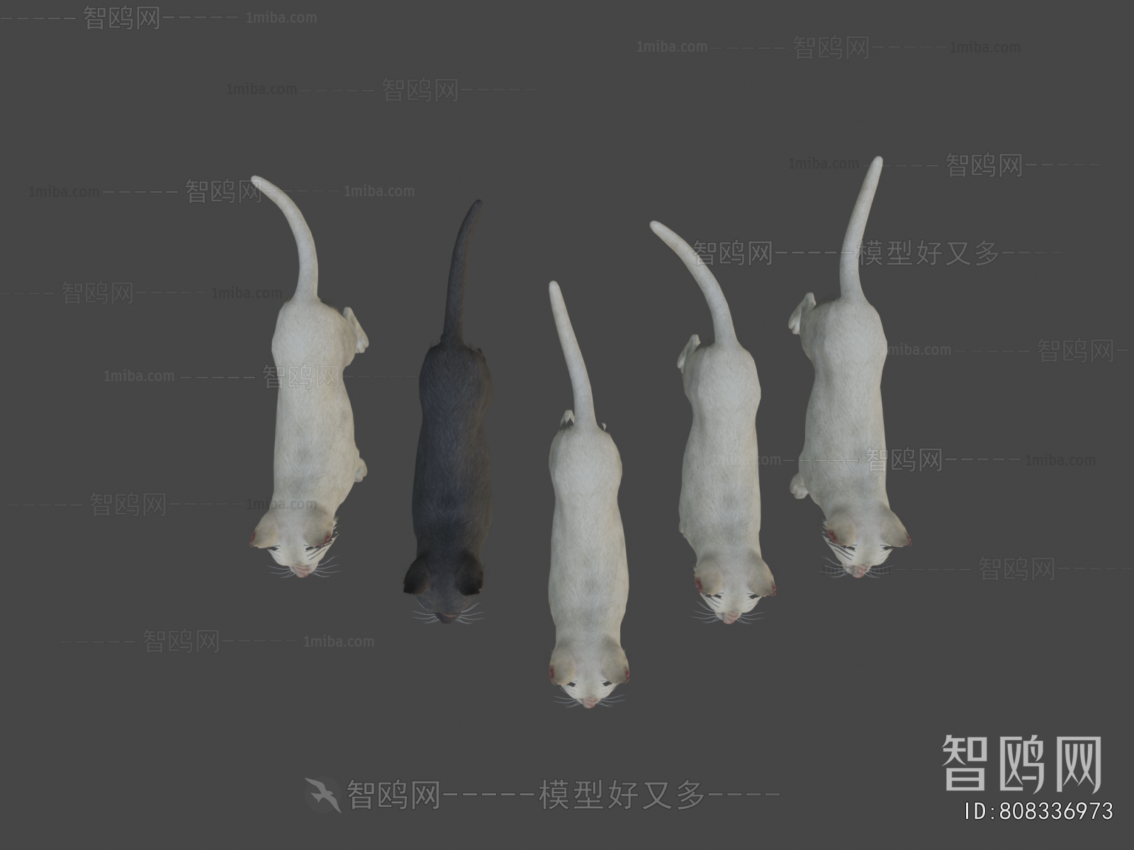 Modern Mammal