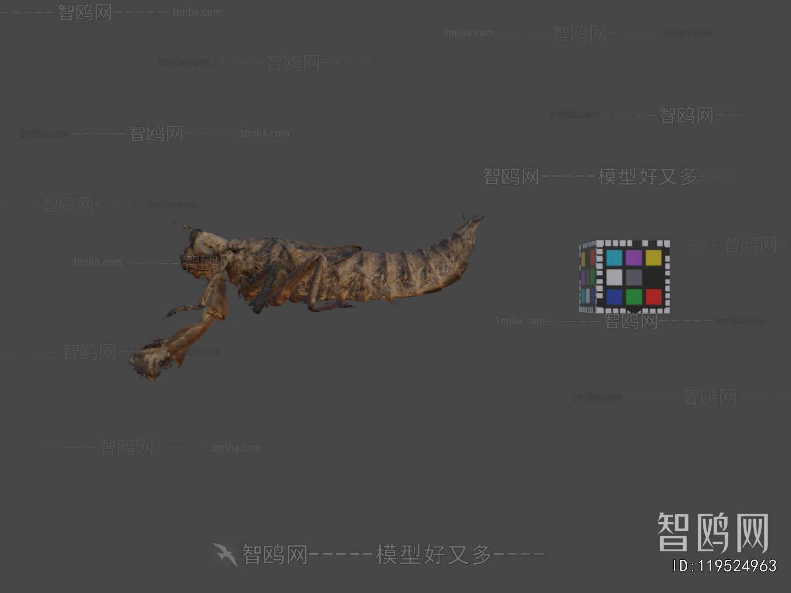 Modern Animal