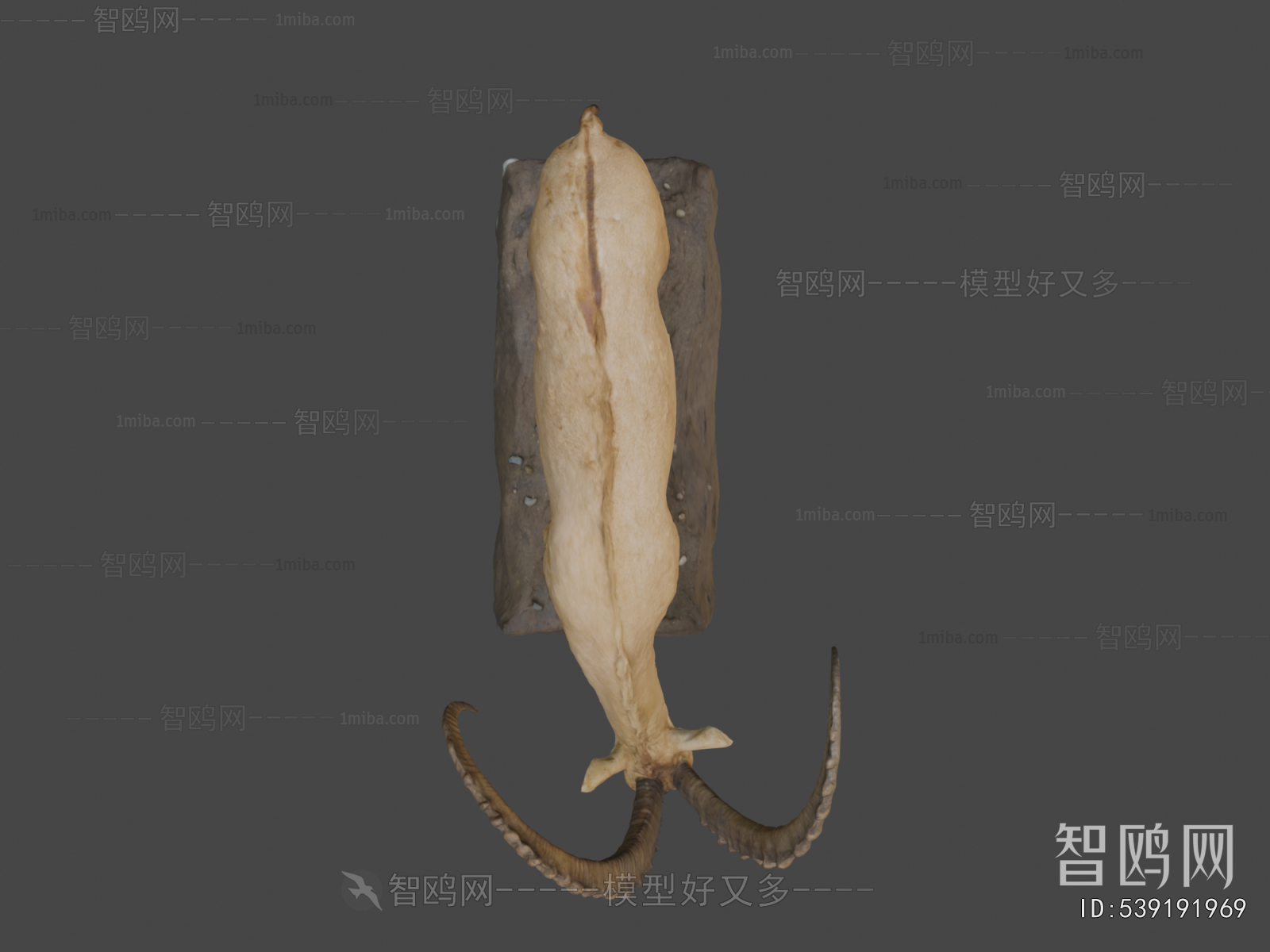 Modern Mammal