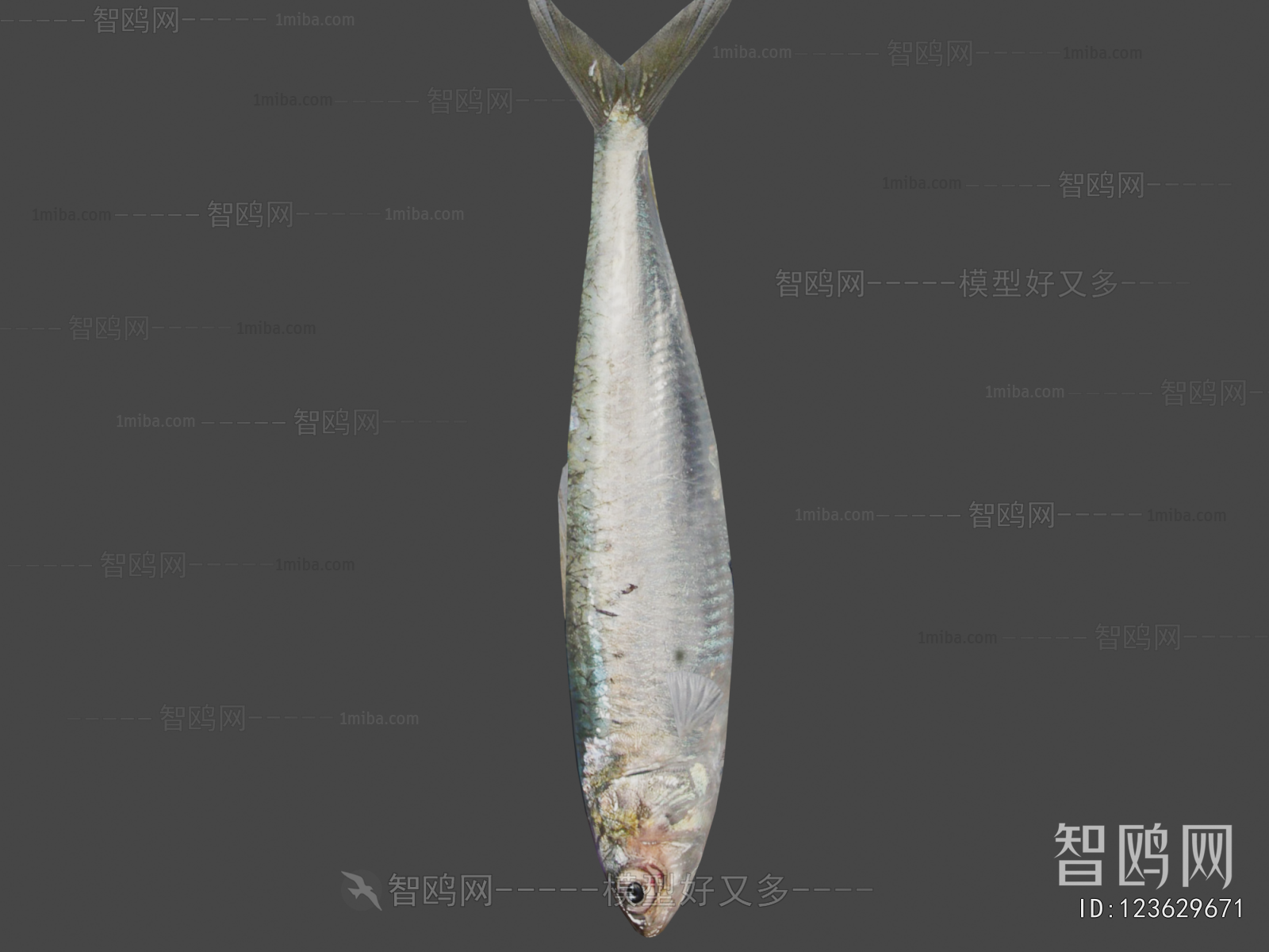 Modern Animal