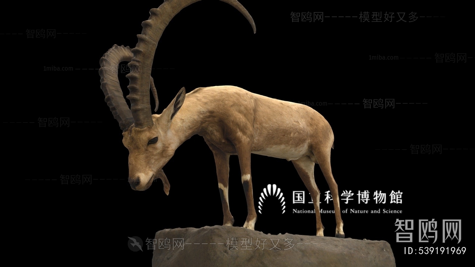 Modern Mammal