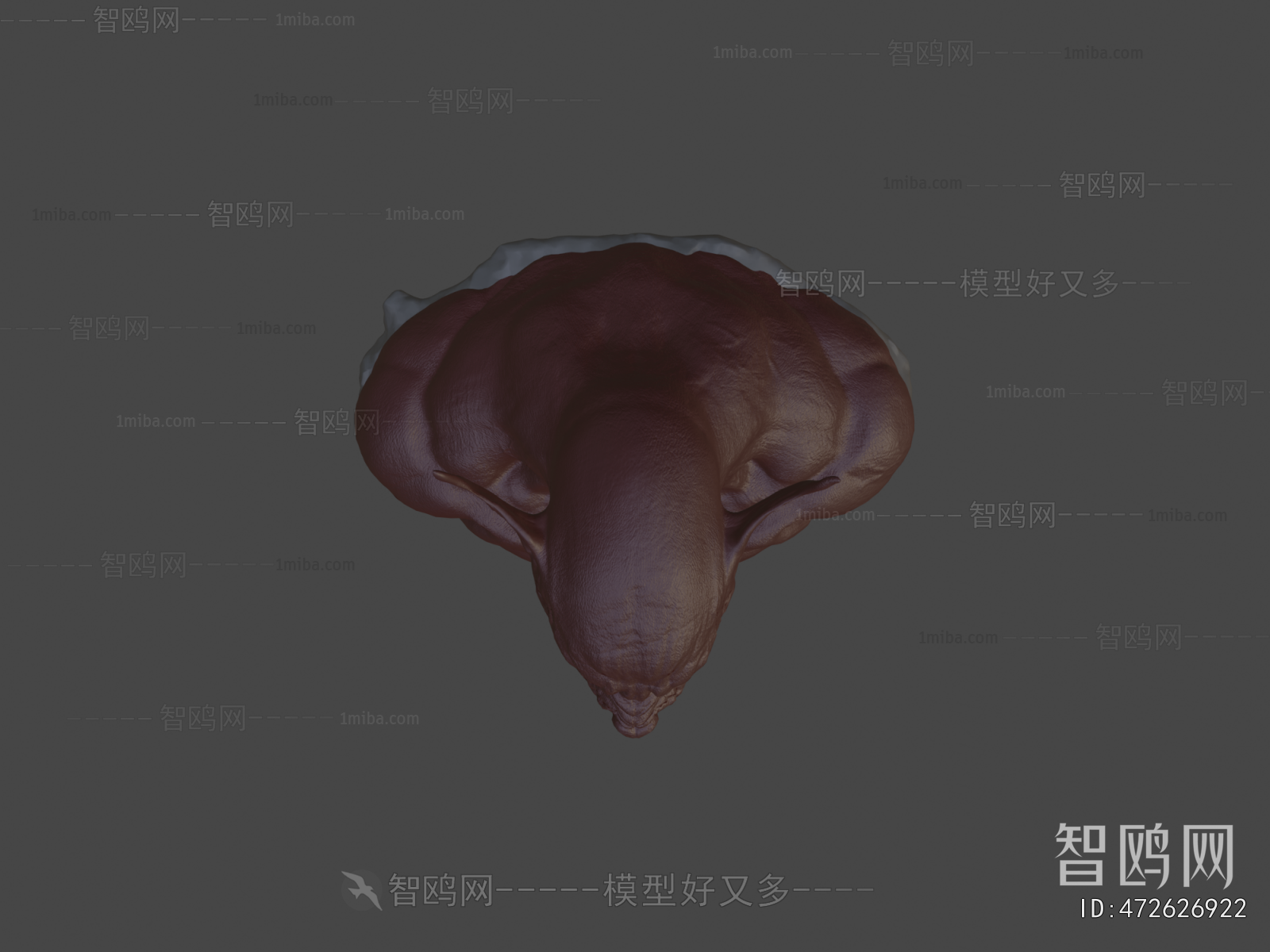 Modern Animal