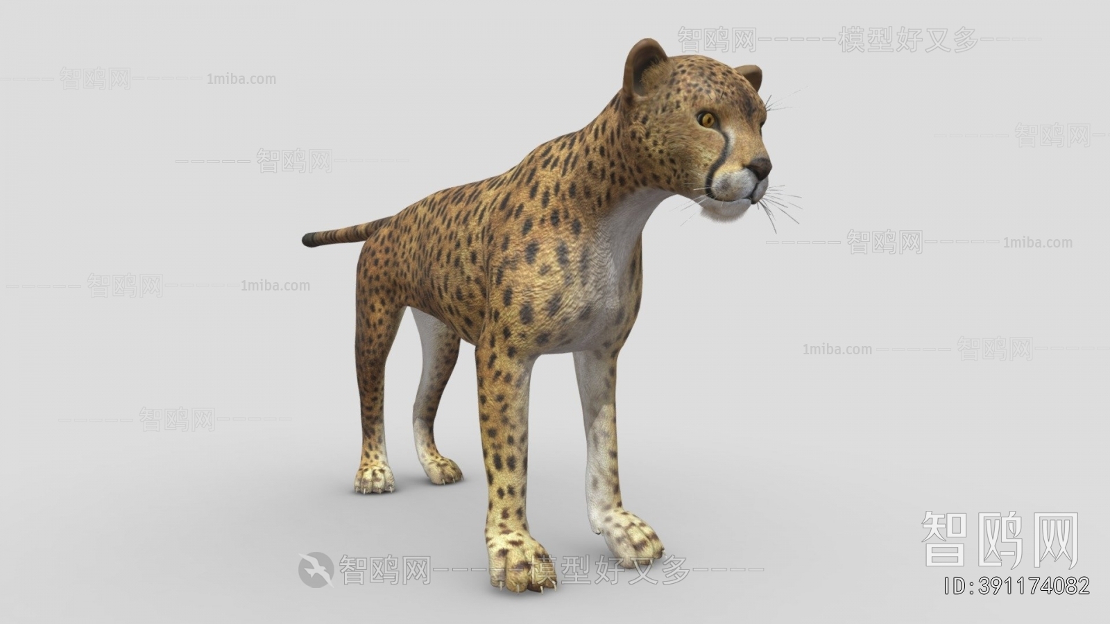 Modern Mammal