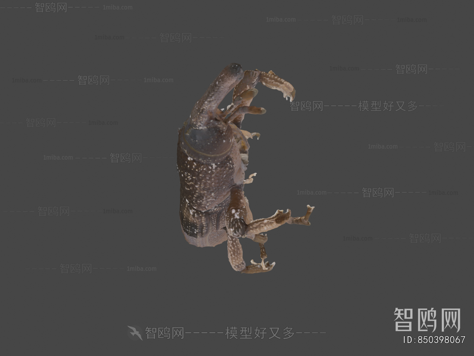 Modern Animal