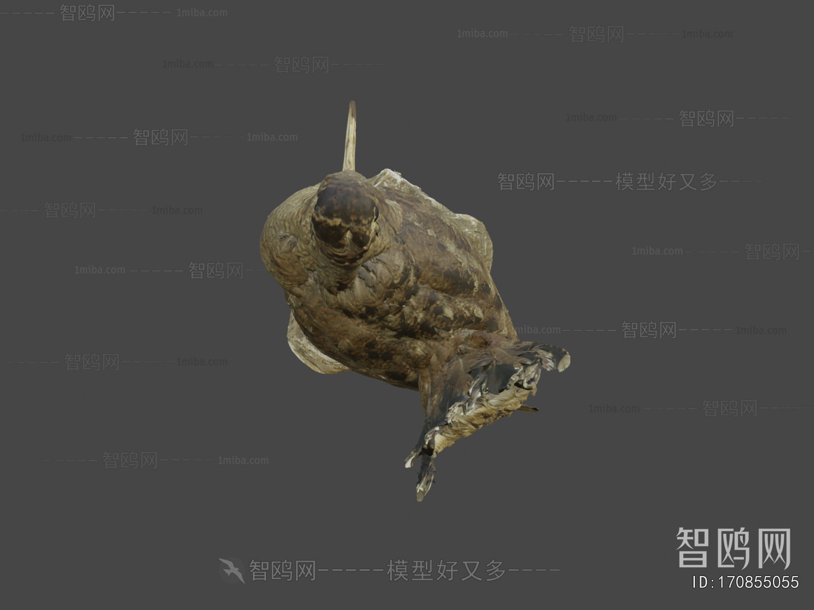Modern Animal