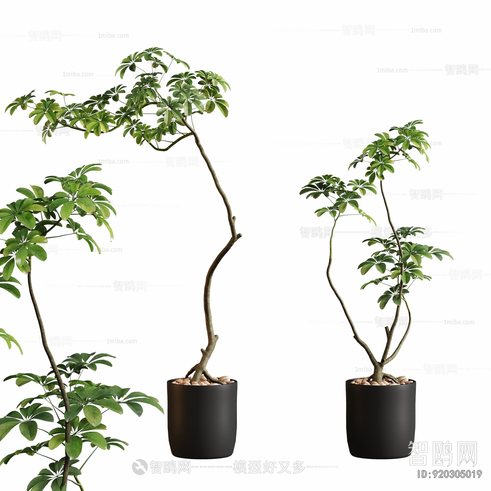 Modern Ground Green Plant Potted Plants