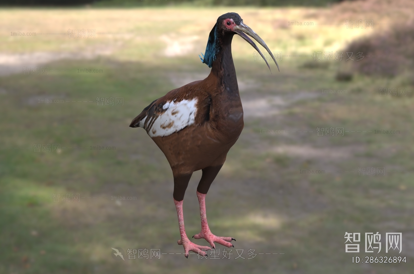 Modern Flying Animals