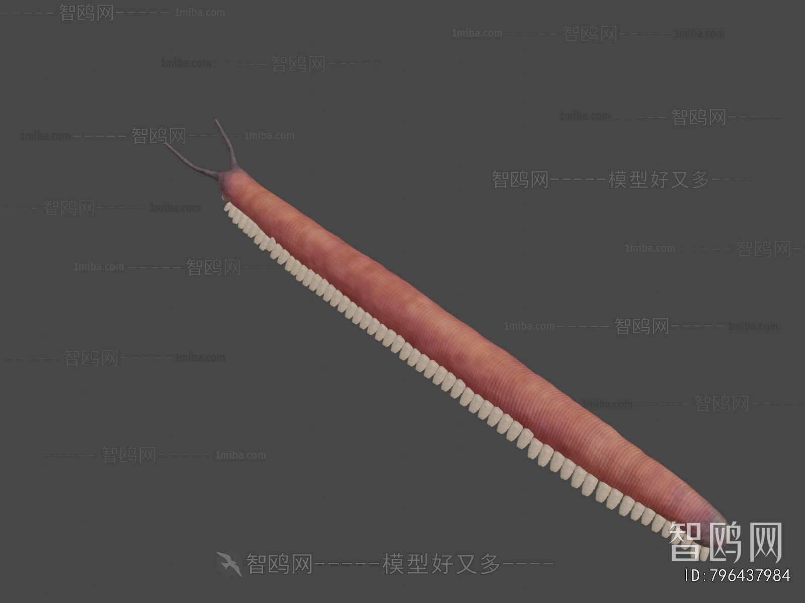 Modern Animal