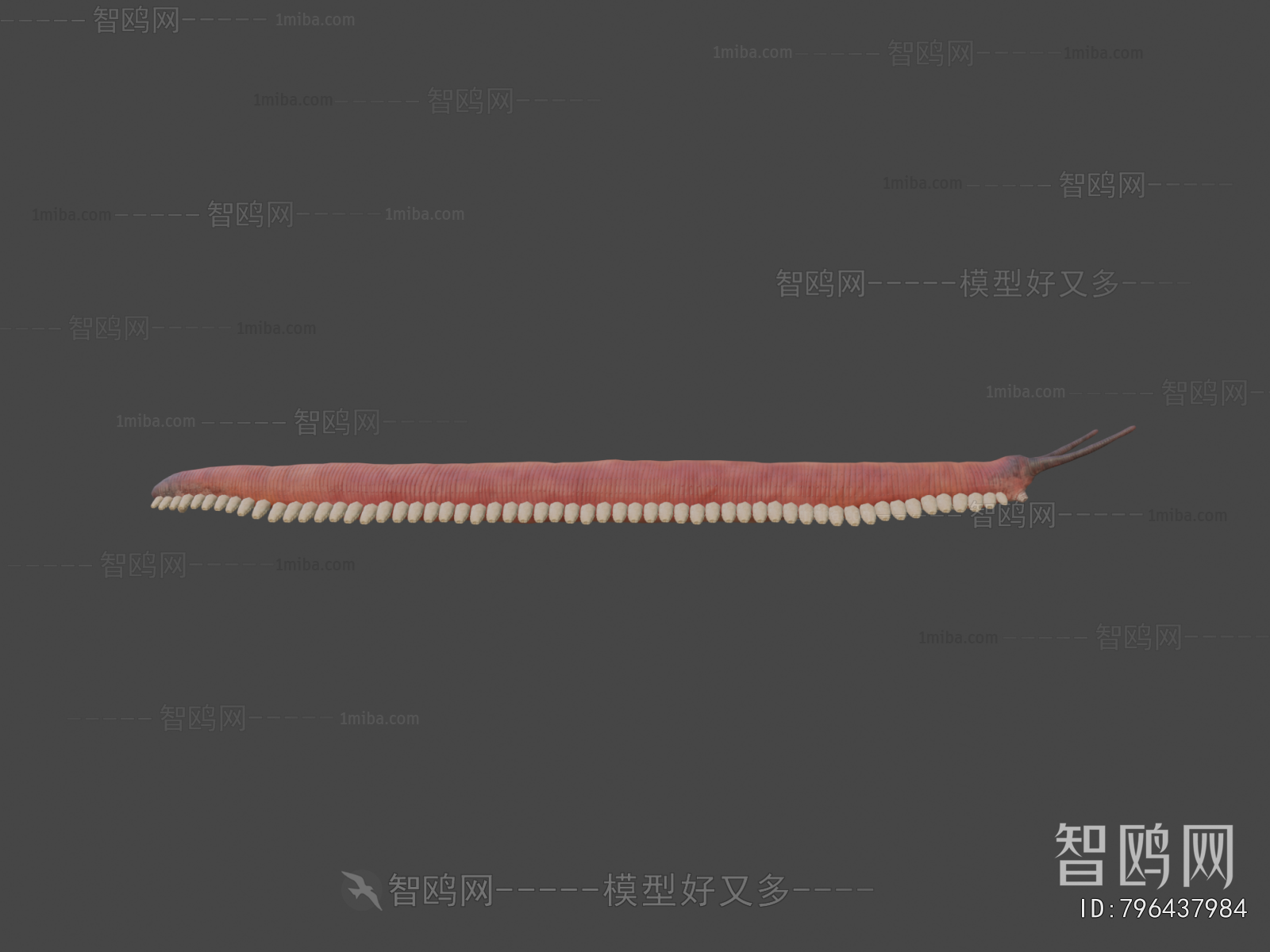 Modern Animal