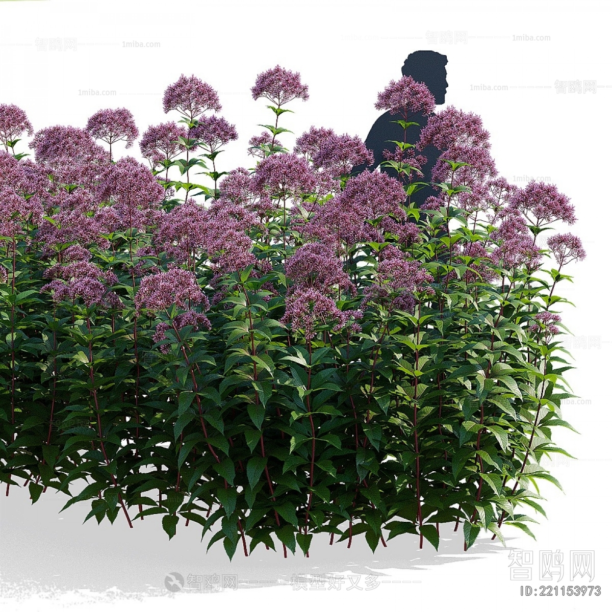 Modern Flowers And Grass