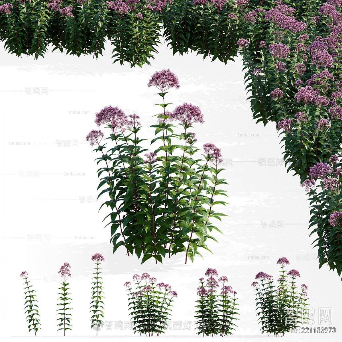 Modern Flowers And Grass