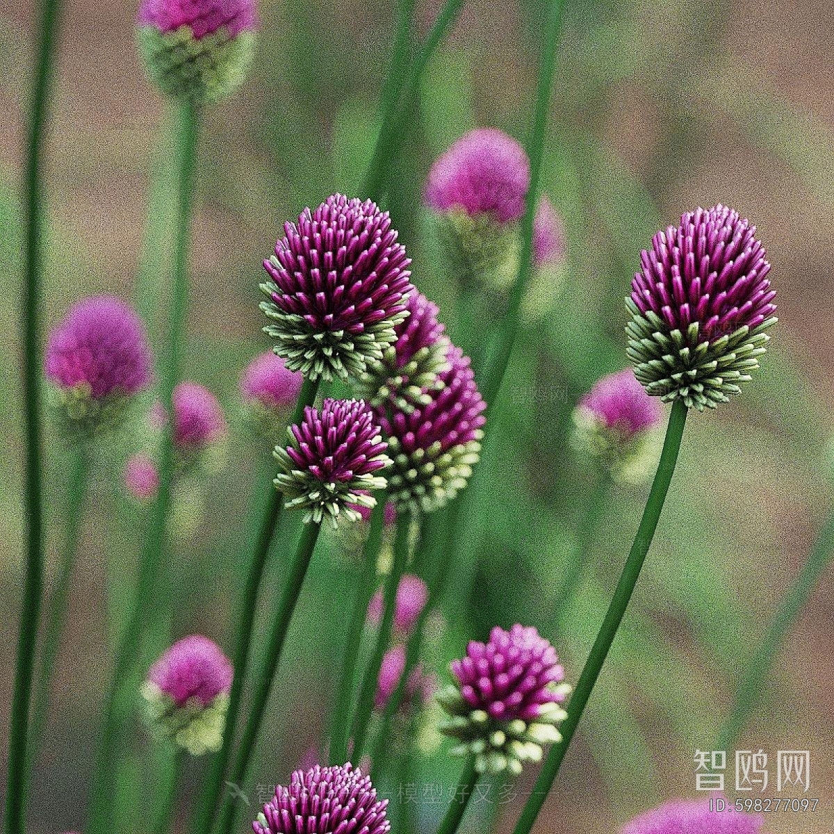 Modern Flowers And Grass