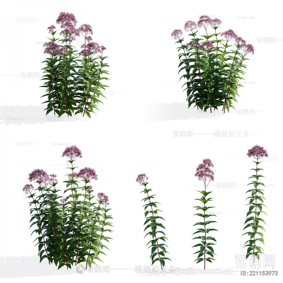 Modern Flowers And Grass