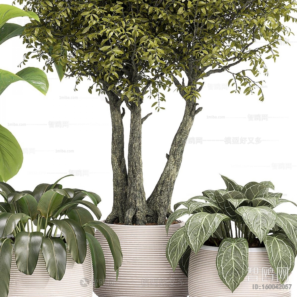 Modern Ground Green Plant Potted Plants