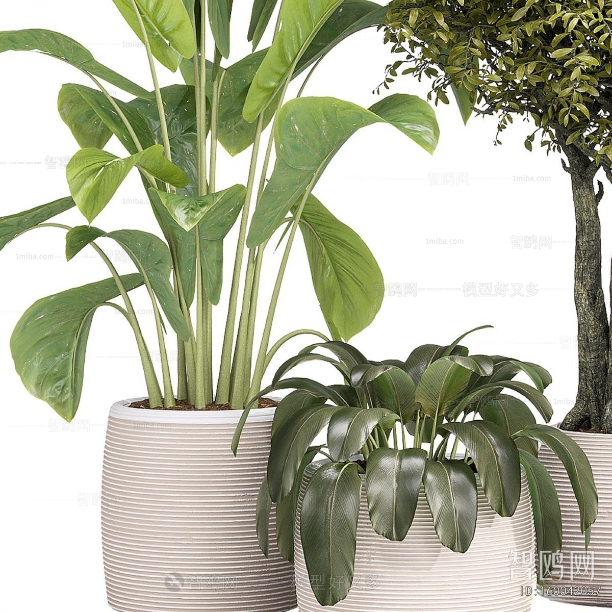 Modern Ground Green Plant Potted Plants