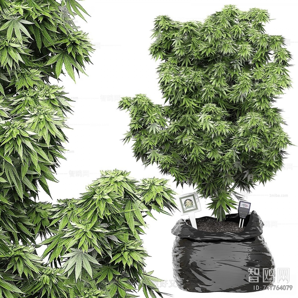 Modern Potted Green Plant