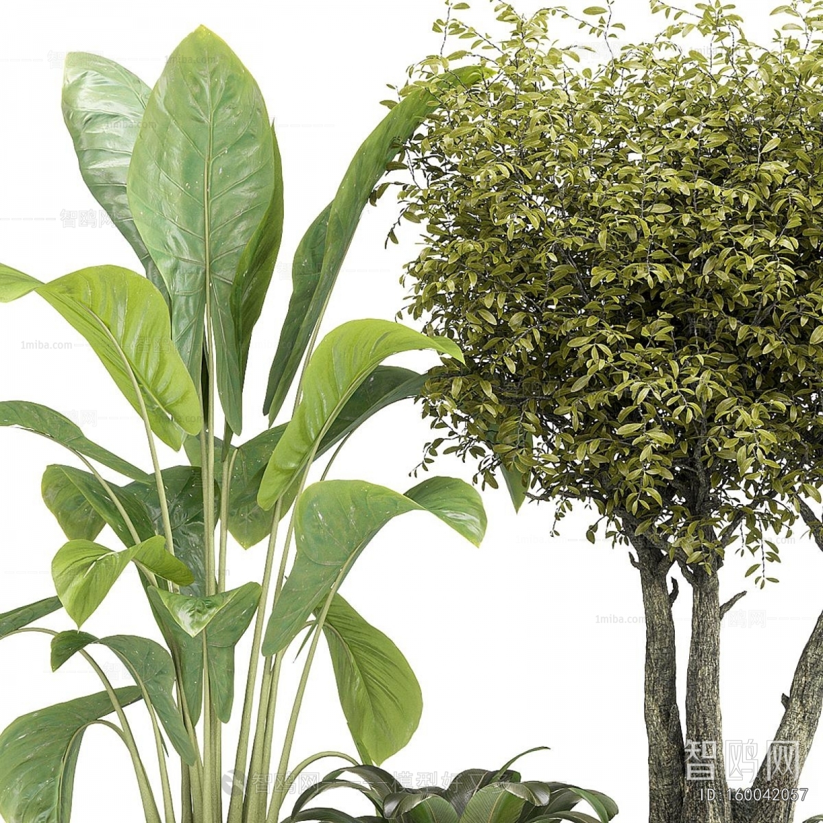 Modern Ground Green Plant Potted Plants