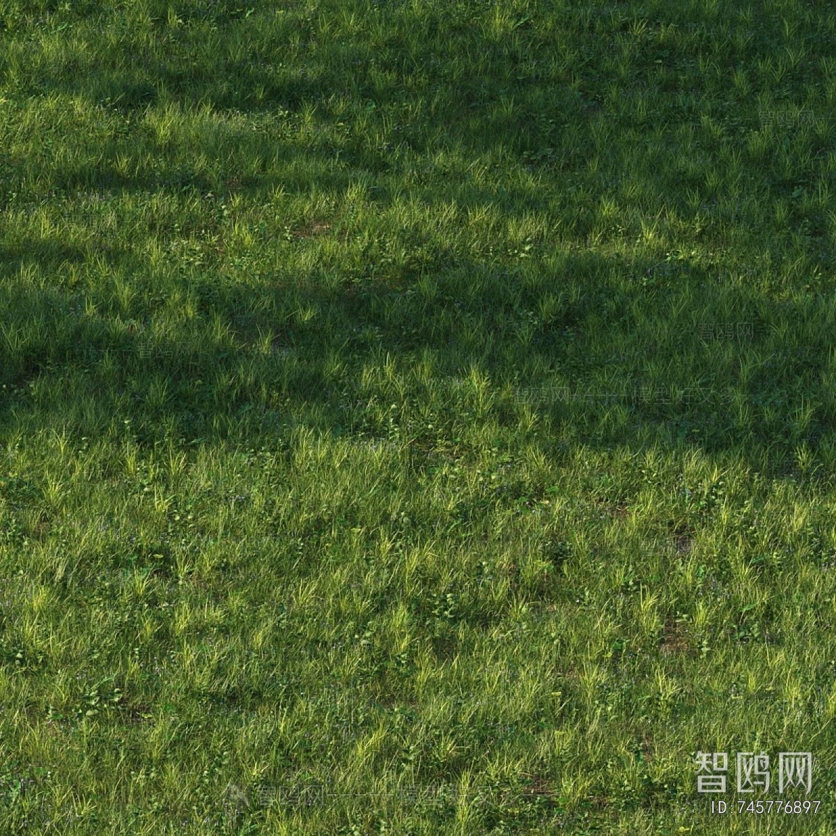 Modern The Grass