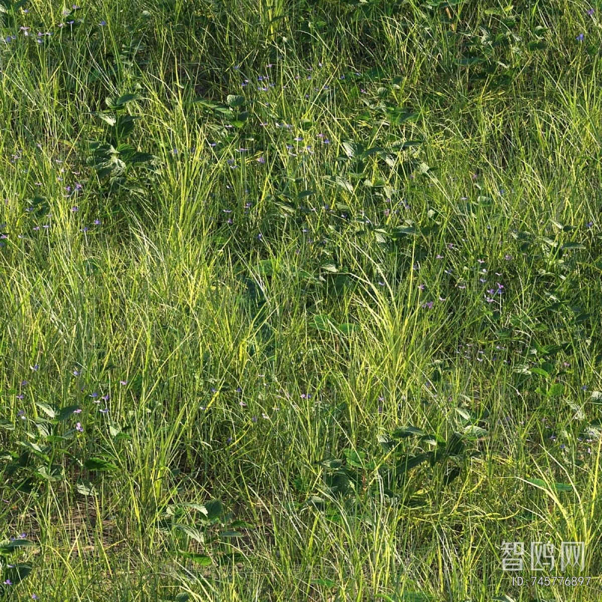 Modern The Grass