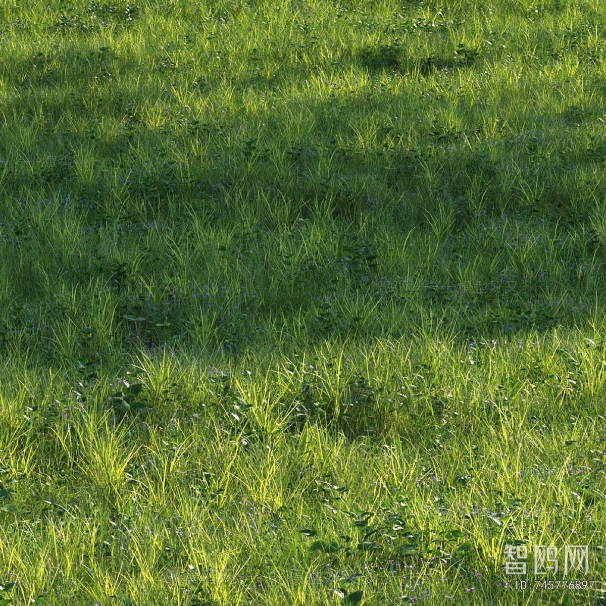 Modern The Grass