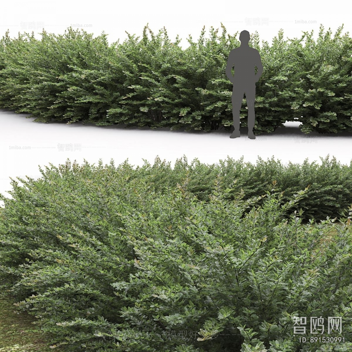 Modern Shrubbery