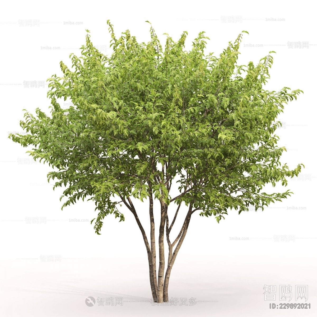 Modern Tree