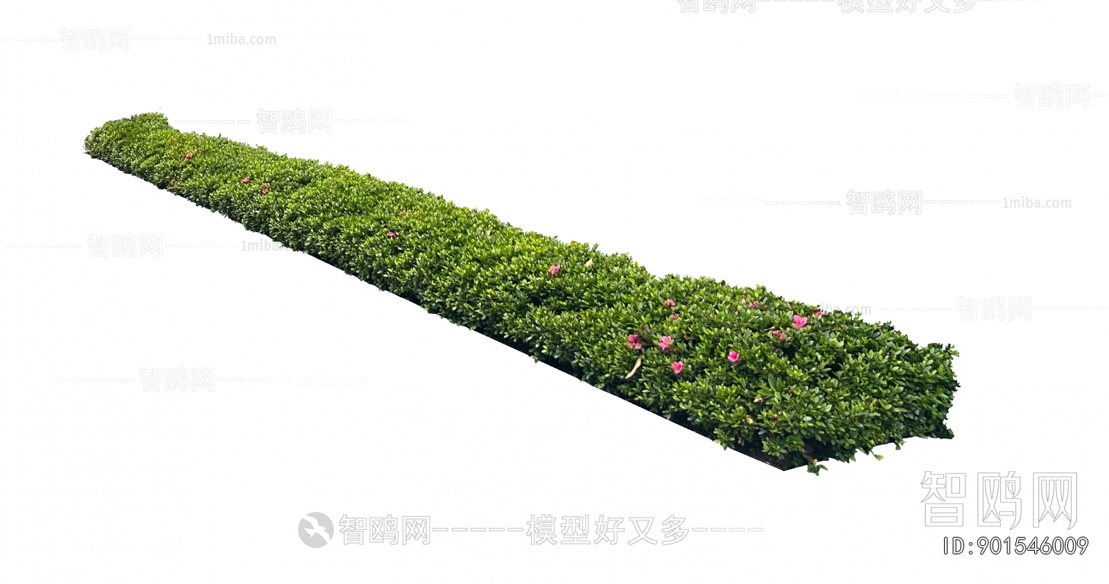 Plant Leaves