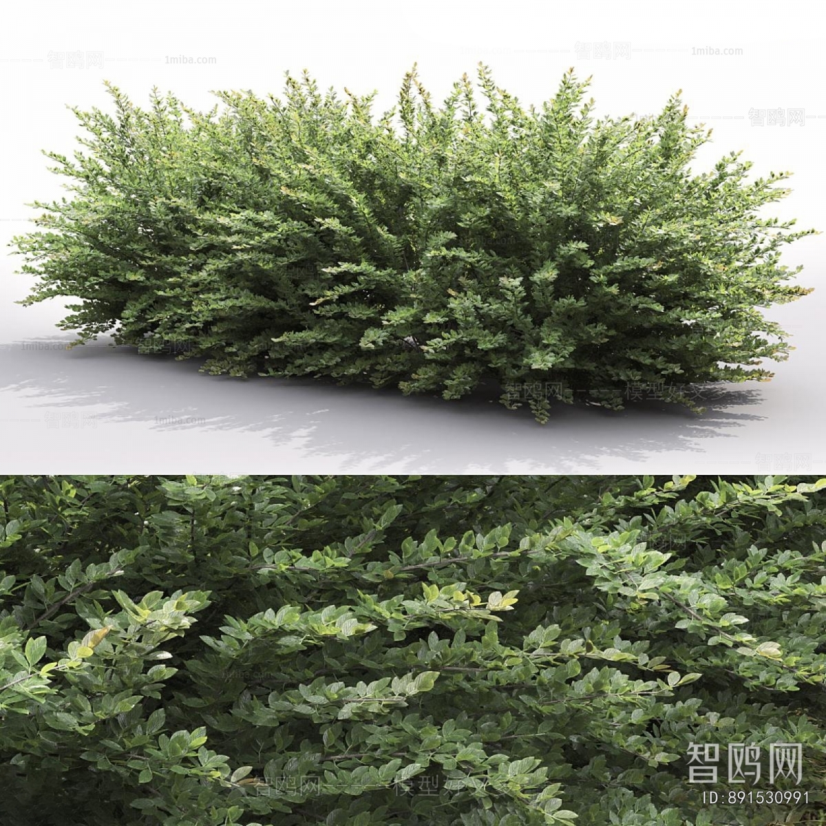 Modern Shrubbery