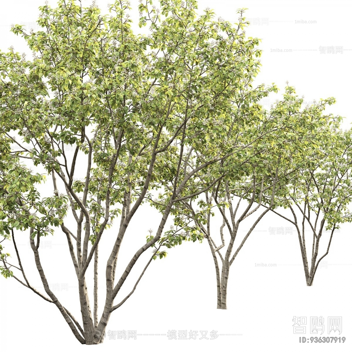 Modern Tree