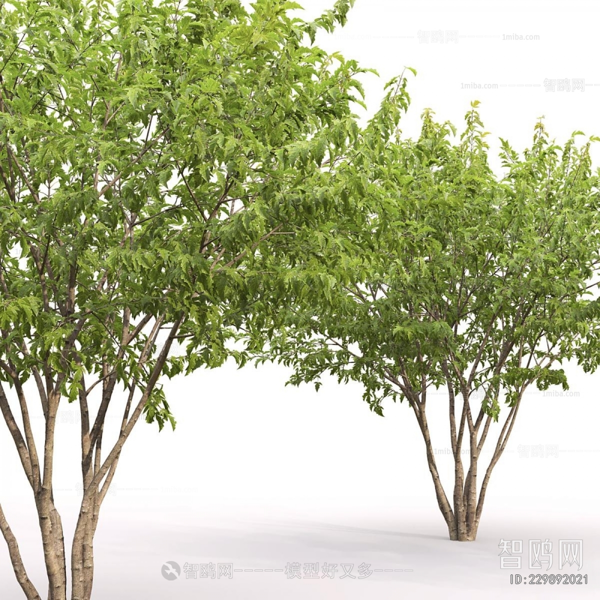 Modern Tree