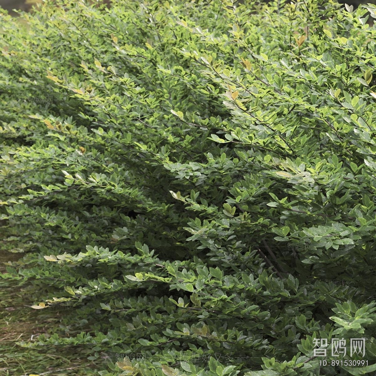 Modern Shrubbery