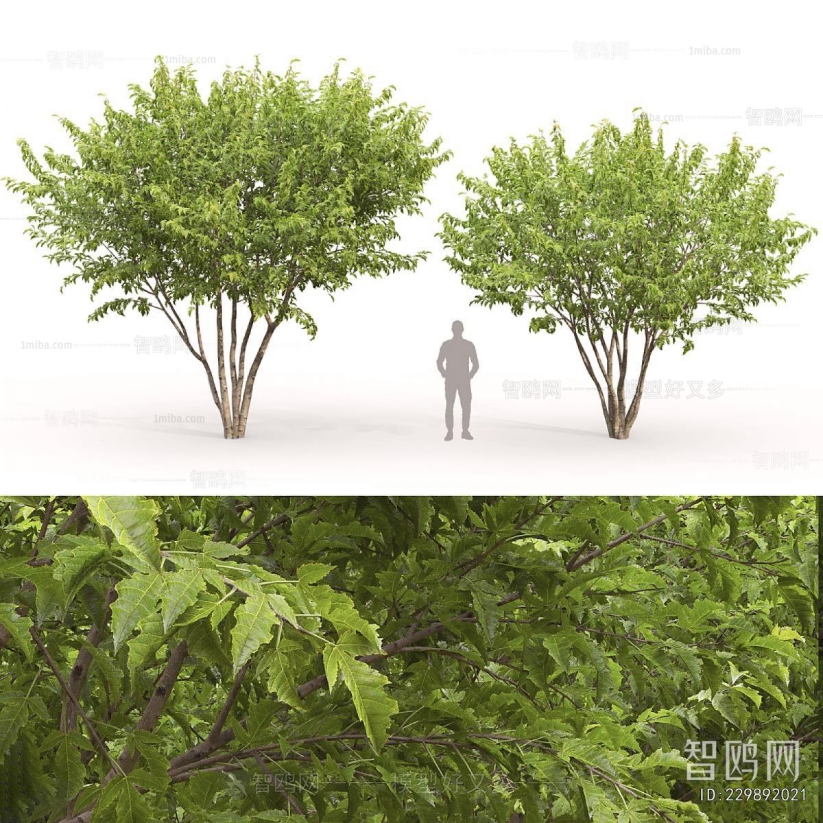 Modern Tree