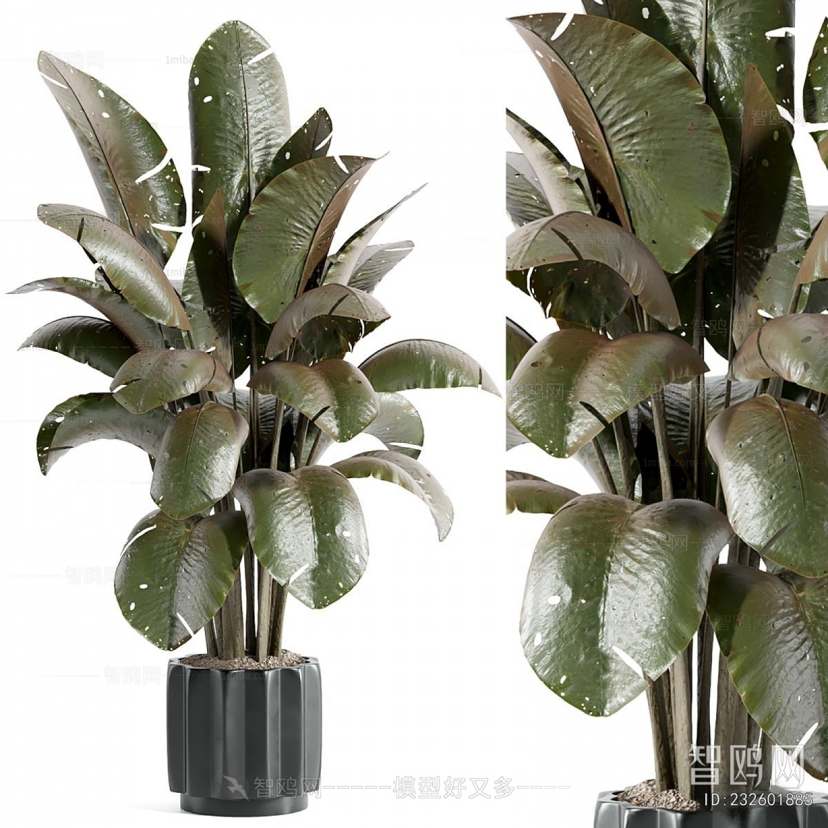 Modern Ground Green Plant Potted Plants