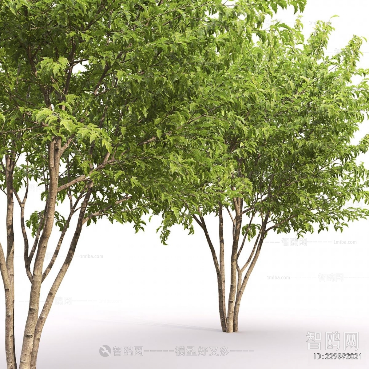 Modern Tree