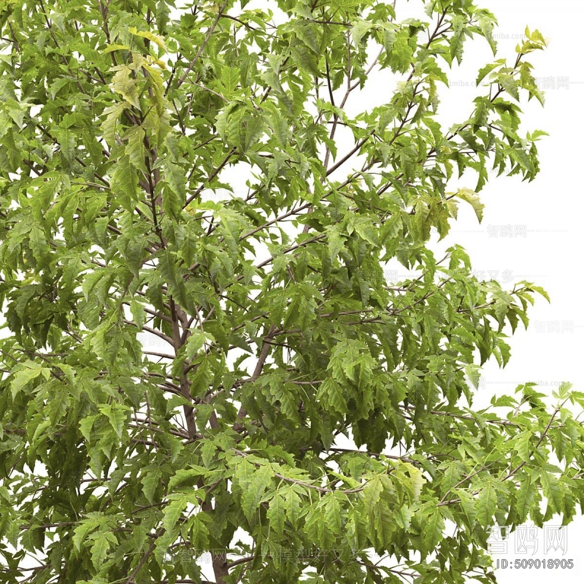 Modern Tree