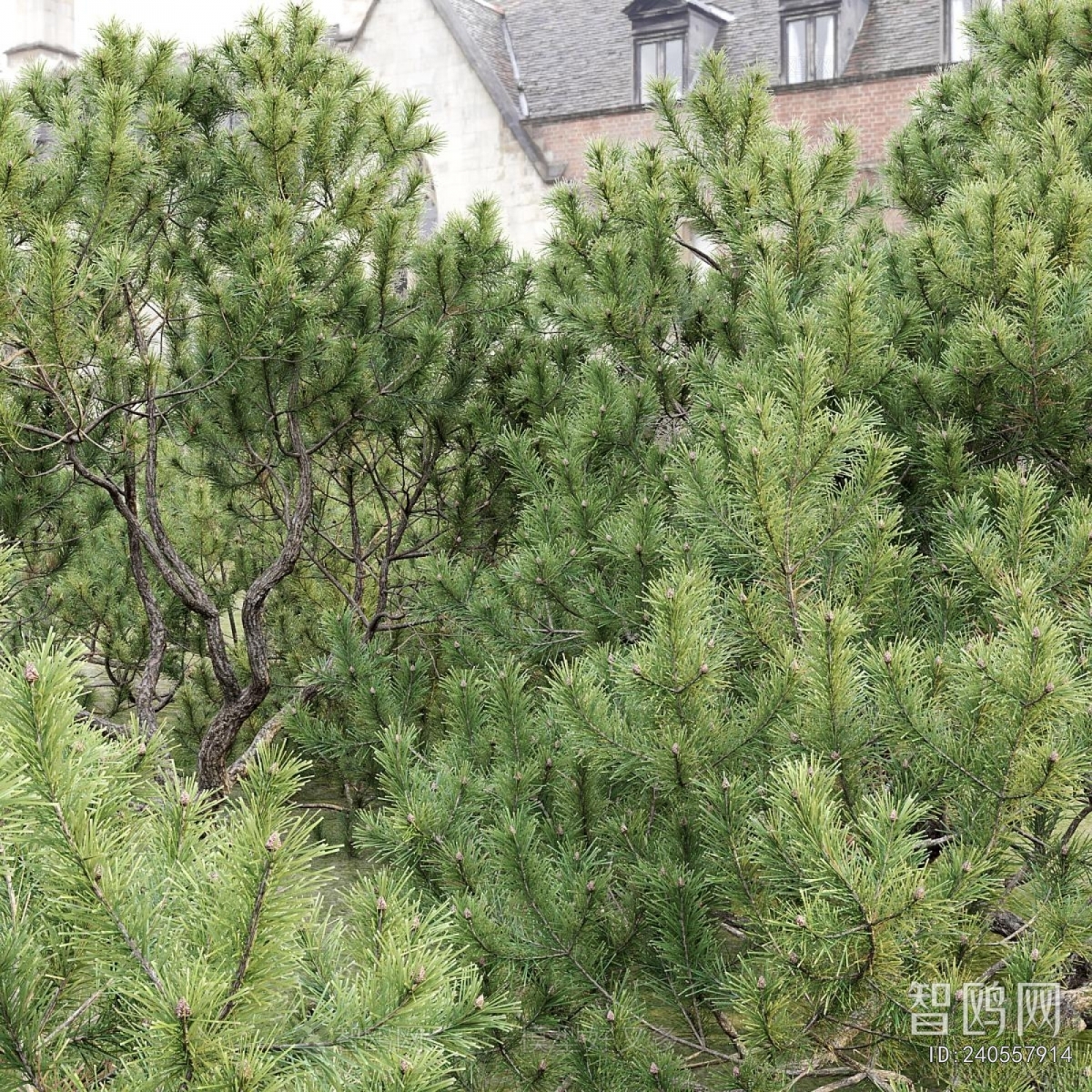 Modern Tree