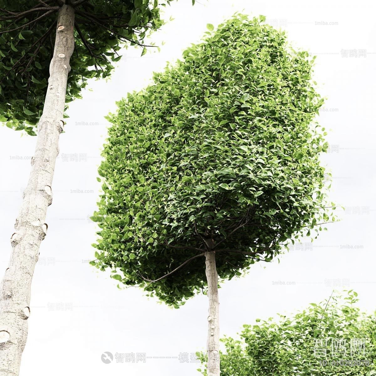 Modern Tree