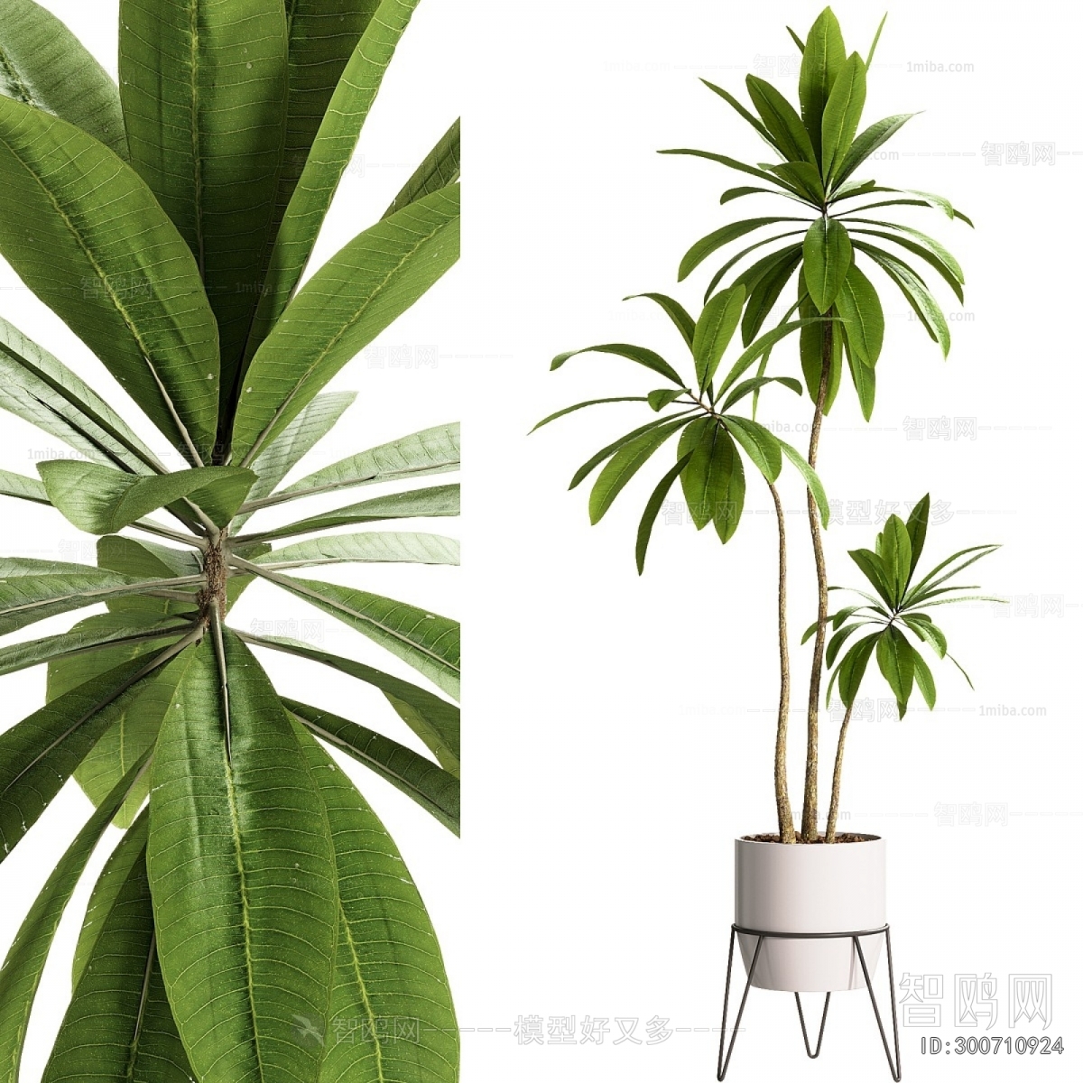 Modern Ground Green Plant Potted Plants
