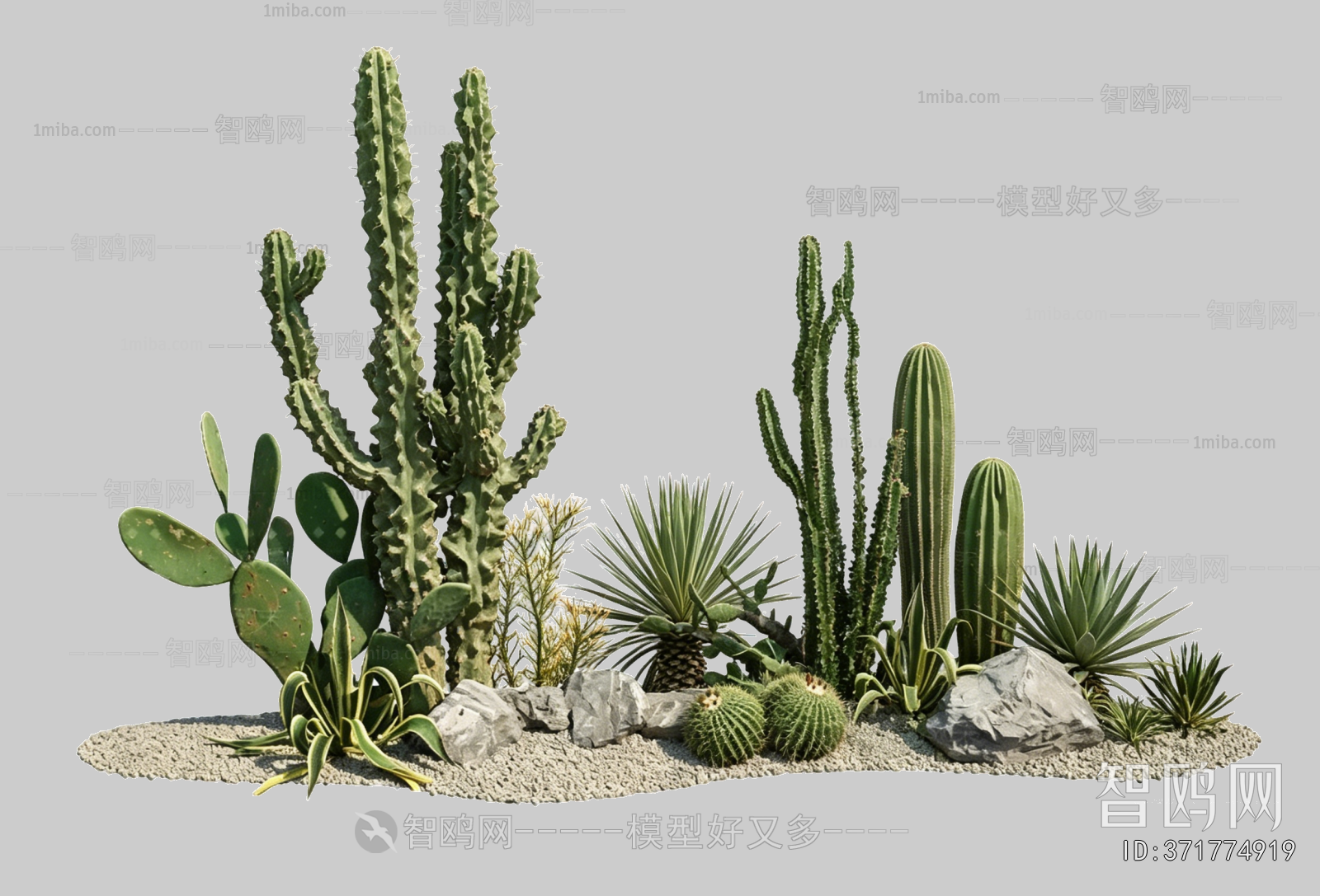 Plant Leaves