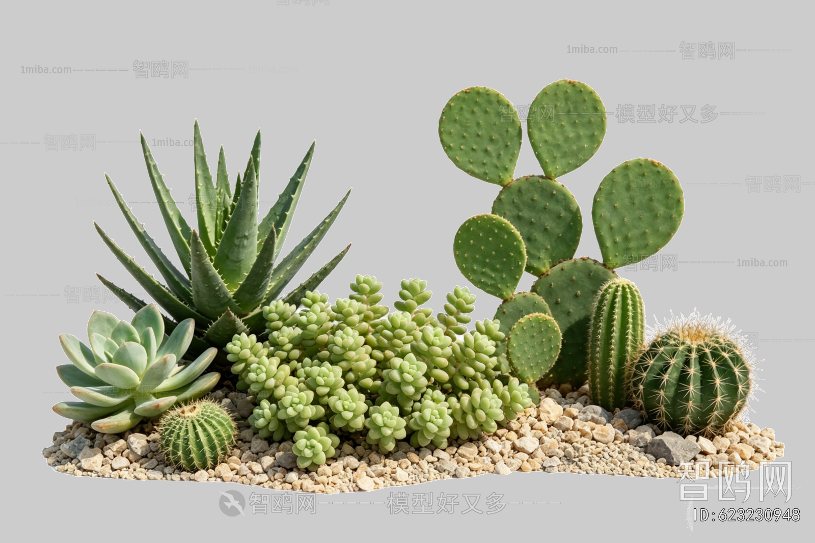Plant Leaves