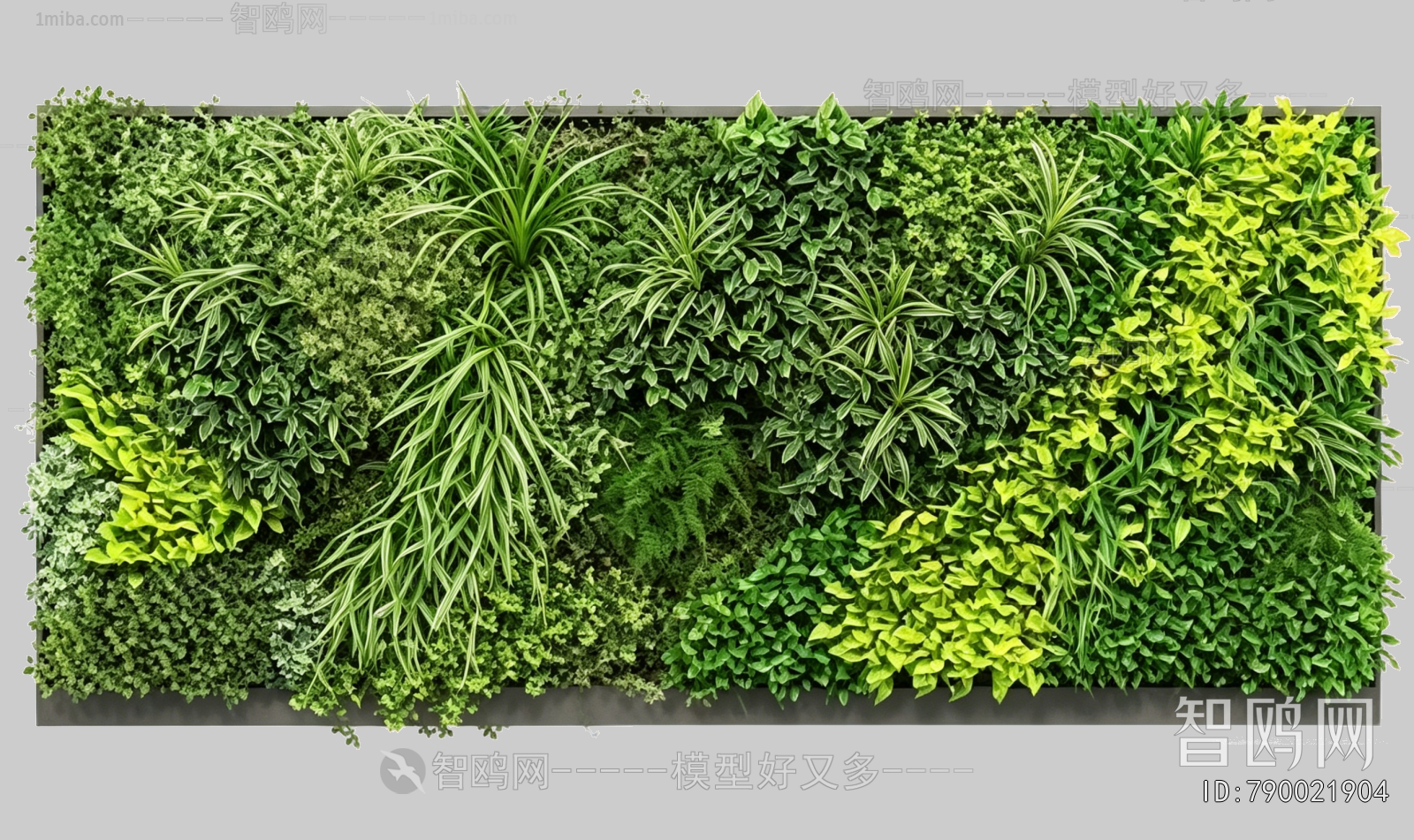 Plant Leaves