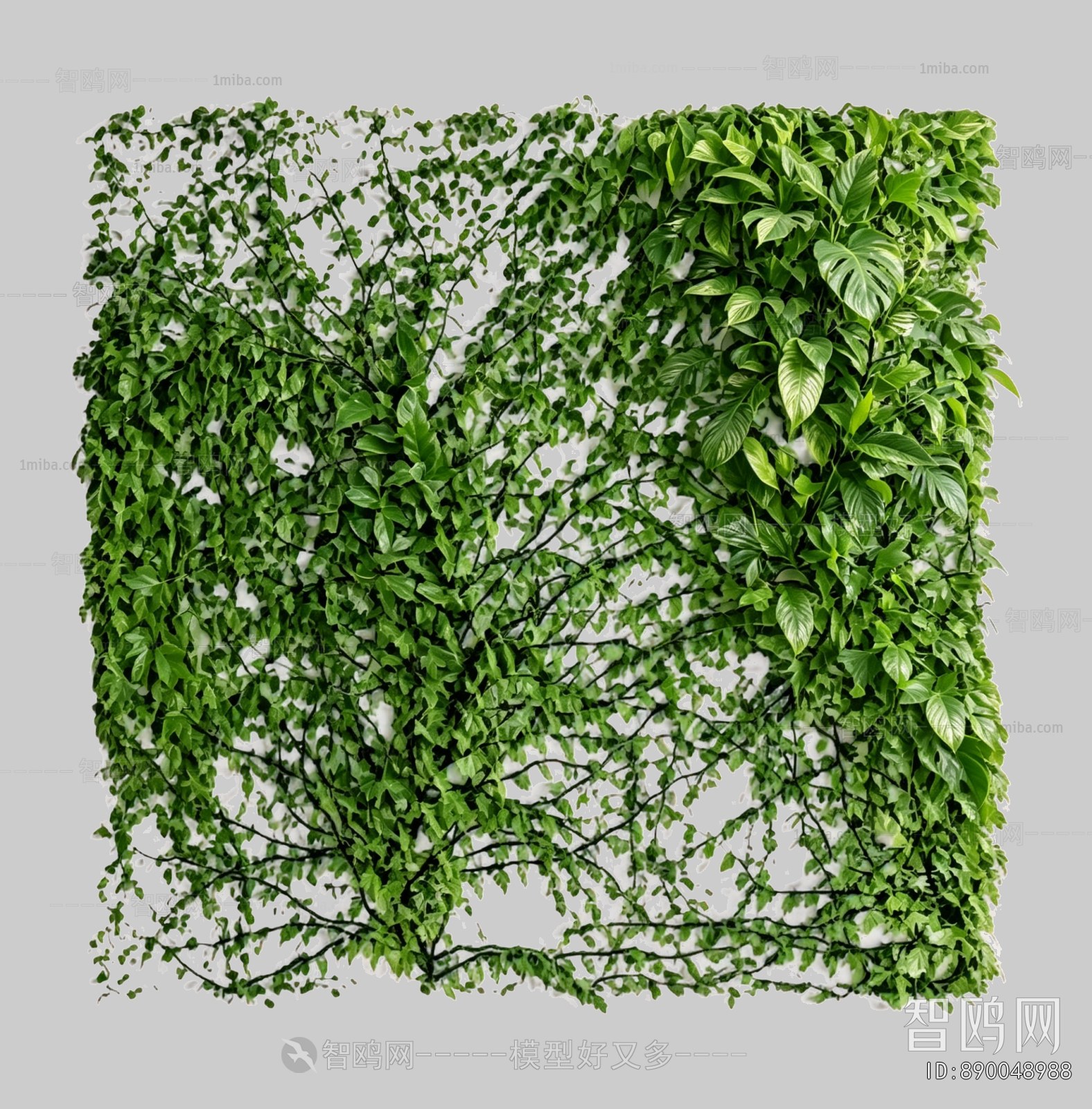 Plant Leaves