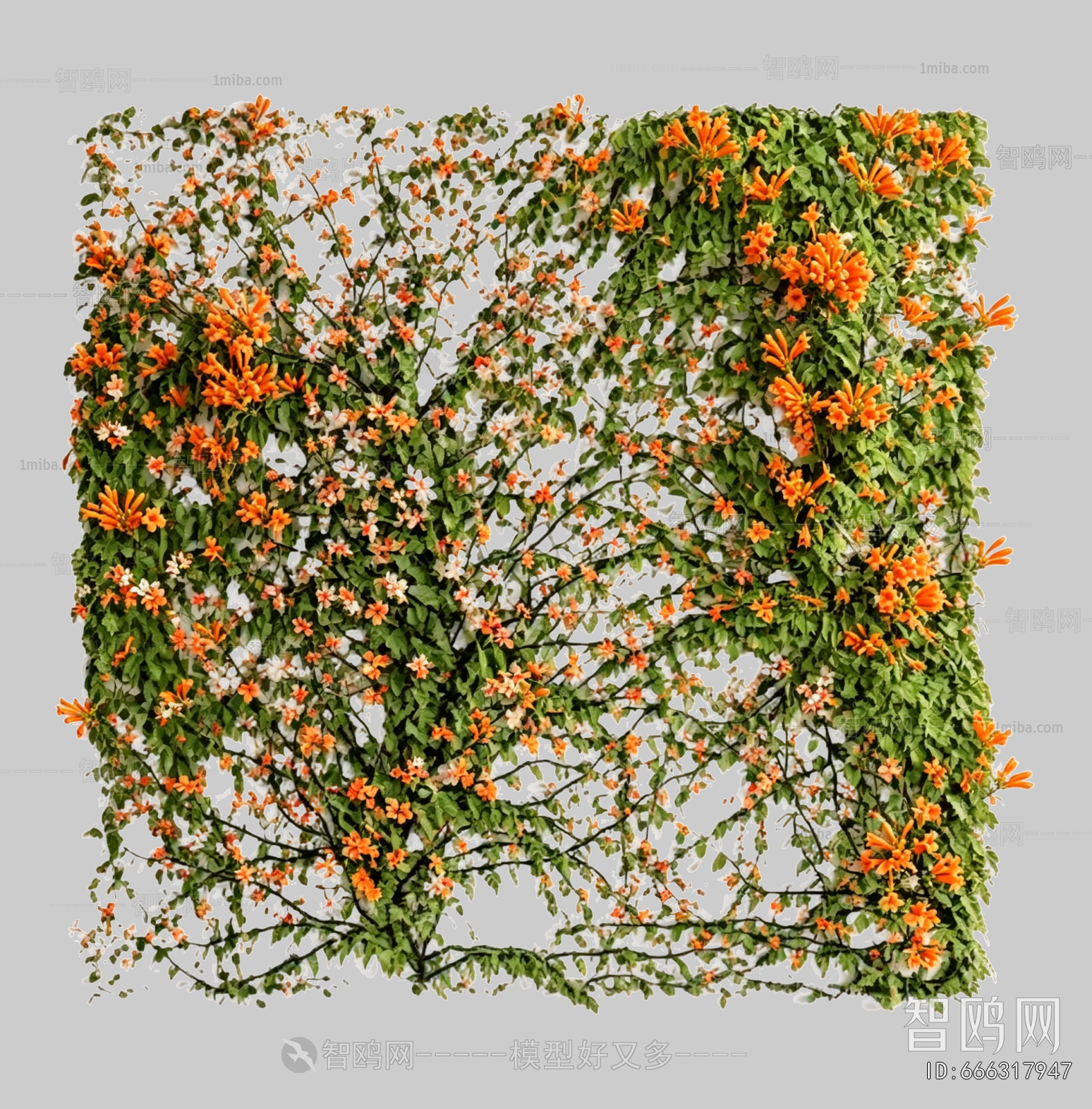Plant Leaves